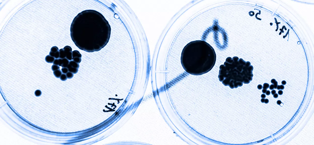 Pathology Laboratory